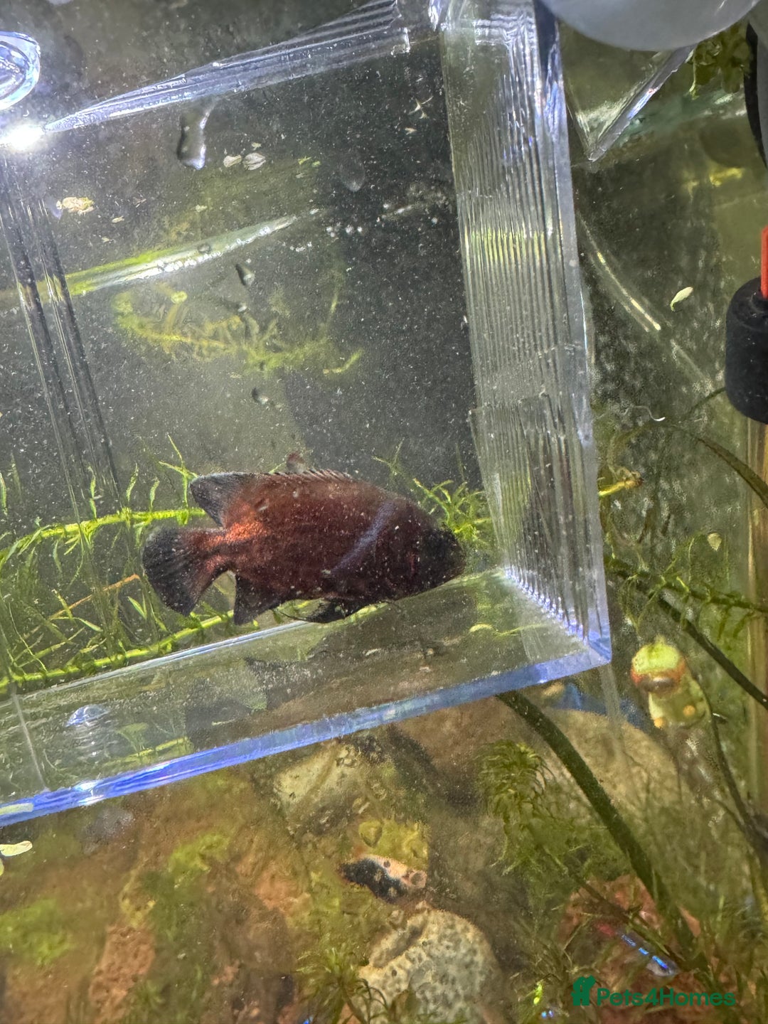Other/Mixed Breed fish for sale: Oscar  - Image 1
