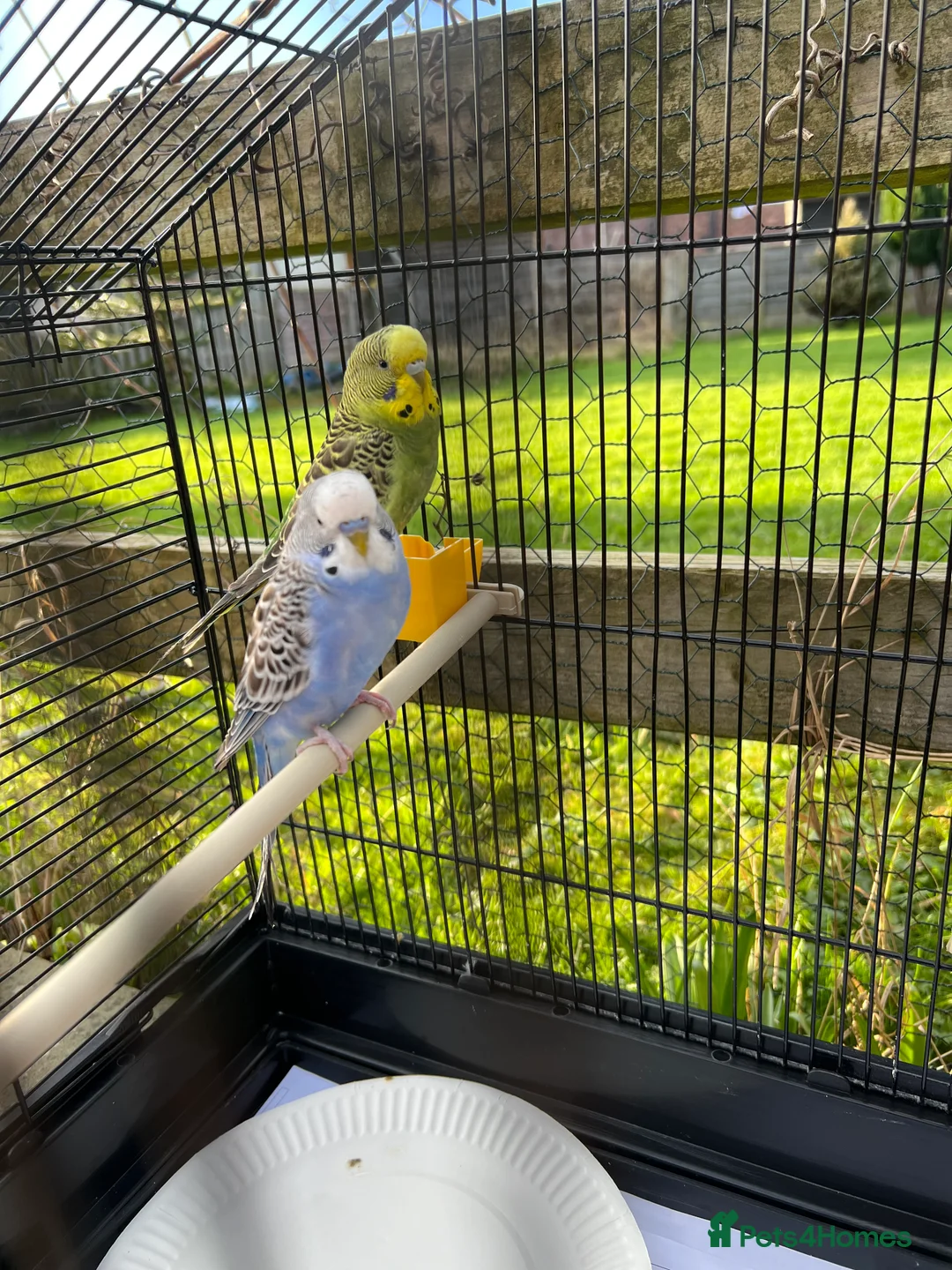 Budgerigars birds for sale: Pair of Young Budgies with Cage – 4 Months Old - Advert 1
