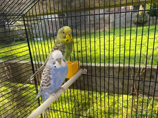Budgerigars birds Pair of Young Budgies with Cage – 4 Months Old - Advert 8