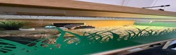 Tortoise reptiles for sale: Sulcata Tortoise and complete set up  - Advert 2