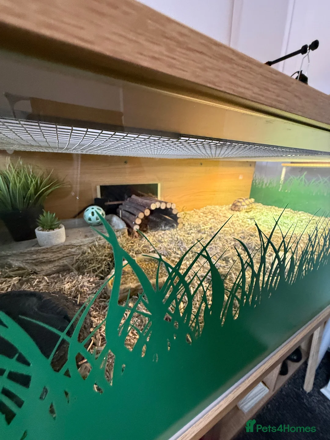 Tortoise reptiles for sale: Sulcata Tortoise and complete set up  - Advert 2