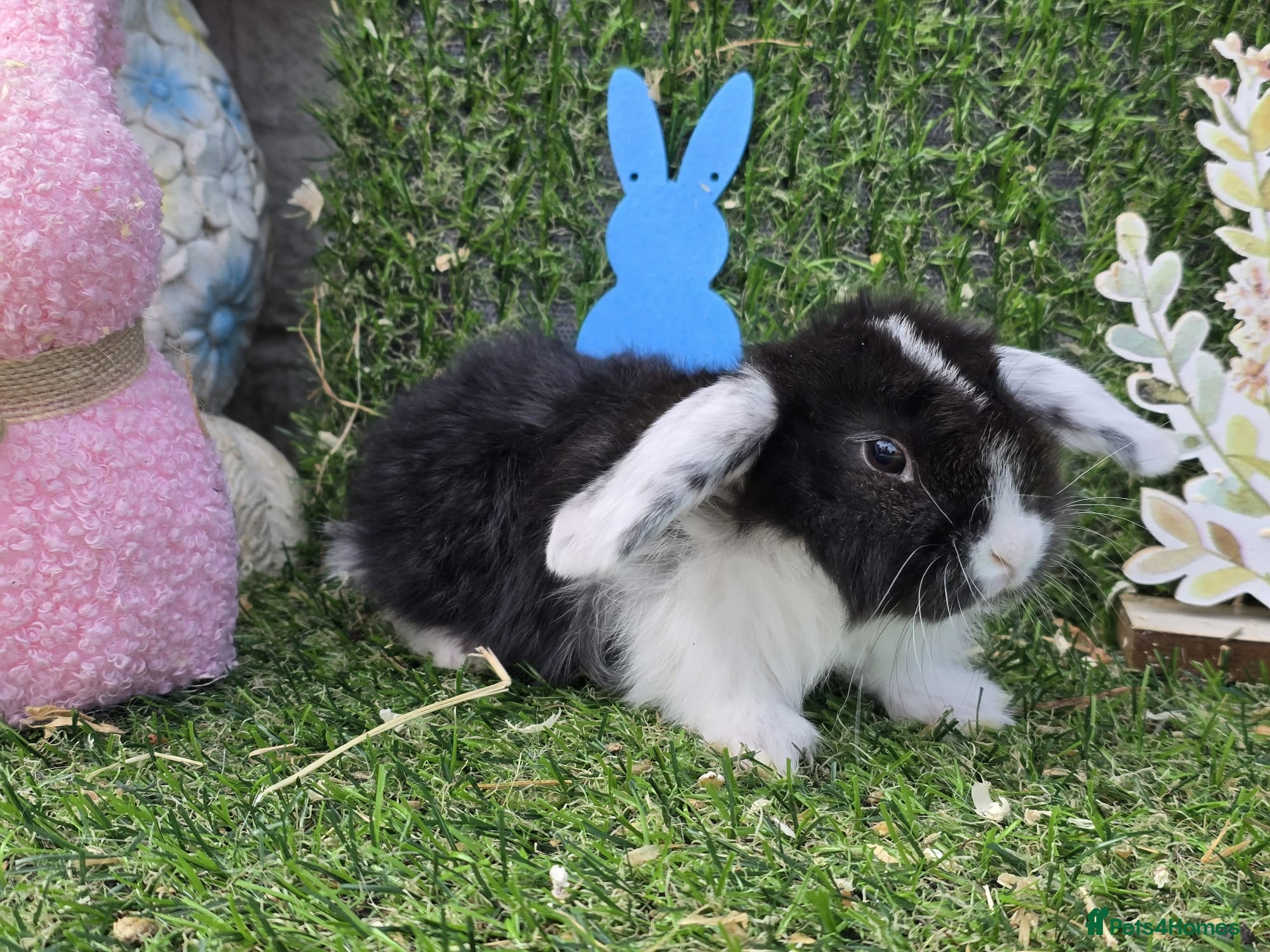 Mini Lop rabbits Mini lop babies for sale - Advert 1