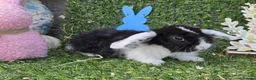 Mini Lop rabbits for sale: Mini lop babies for sale - Advert 1