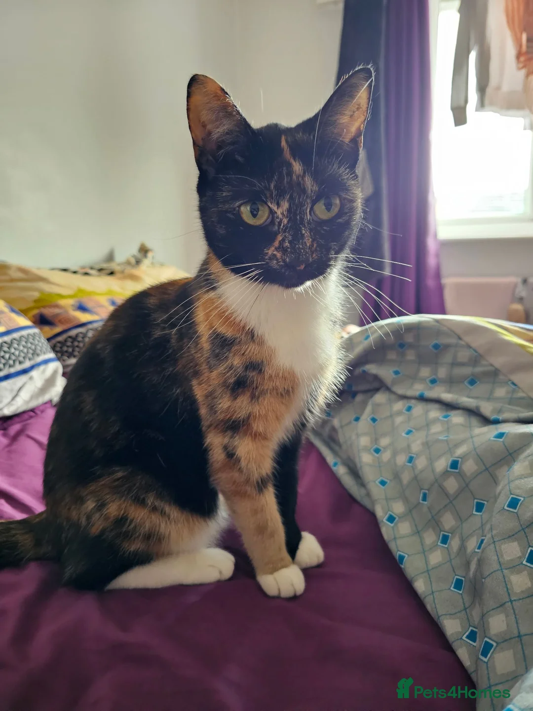 British Shorthair cats for sale: Looking for forever home in Ilkeston - Advert 5