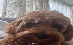 Cavapoo dogs for sale: Cavapoo Puppy Almost 7 Months Old - Image 2