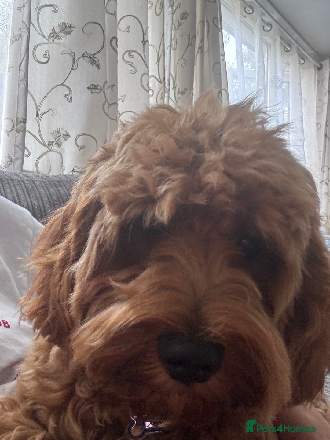 Cavapoo dogs for sale: Cavapoo Puppy Almost 7 Months Old - Image 2