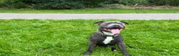 Staffordshire Bull Terrier dogs for stud: Blue Staffordshire  in Leeds - Advert 2