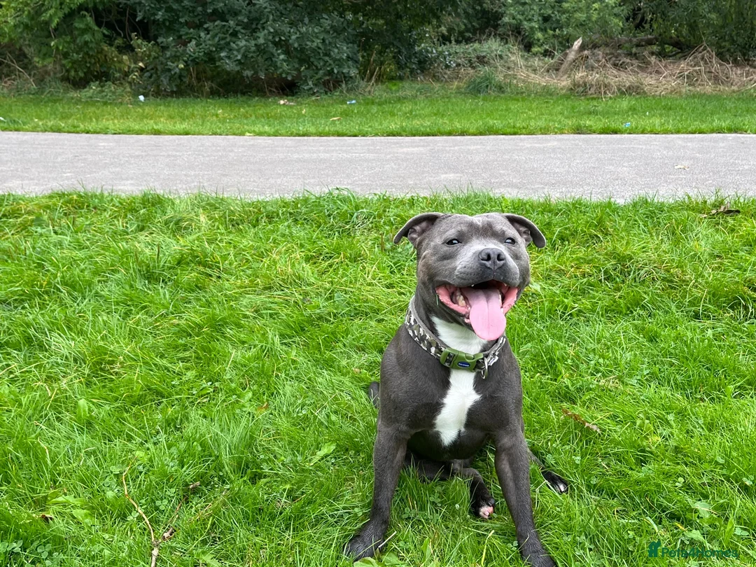 Staffordshire Bull Terrier dogs for stud: Blue Staffordshire  in Leeds - Advert 2