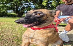 Mixed Breed dogs for adoption: Zina is looking for a loving forever home - Image 1