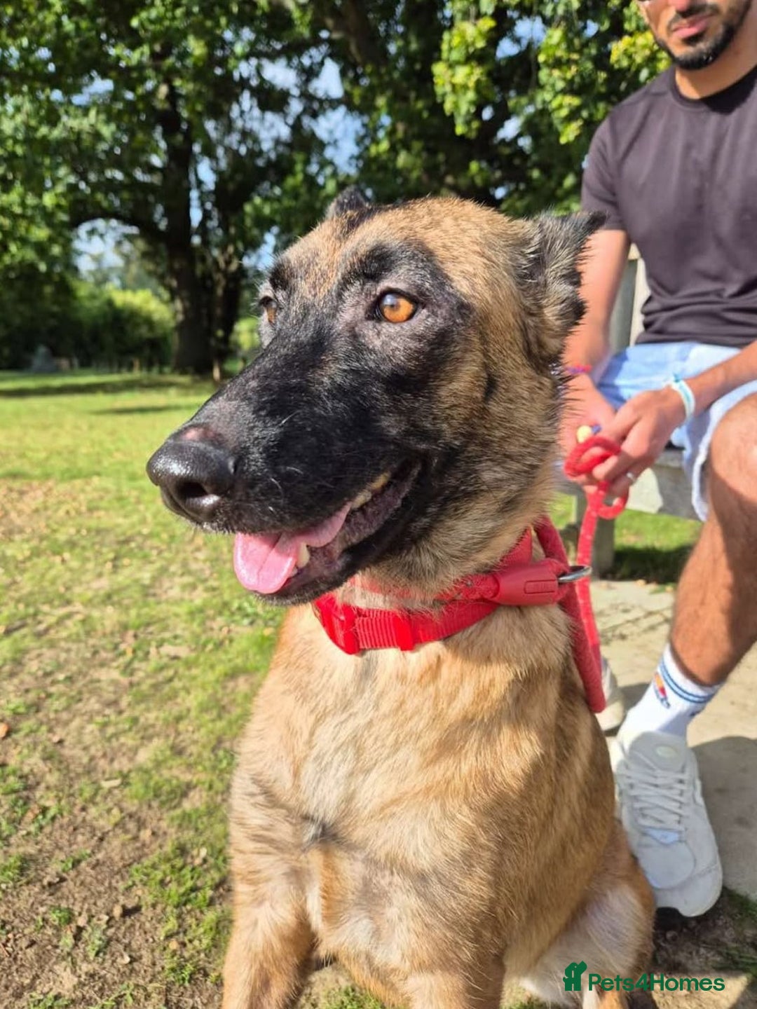 Mixed Breed dogs for adoption: Zina is looking for a loving forever home - Image 1