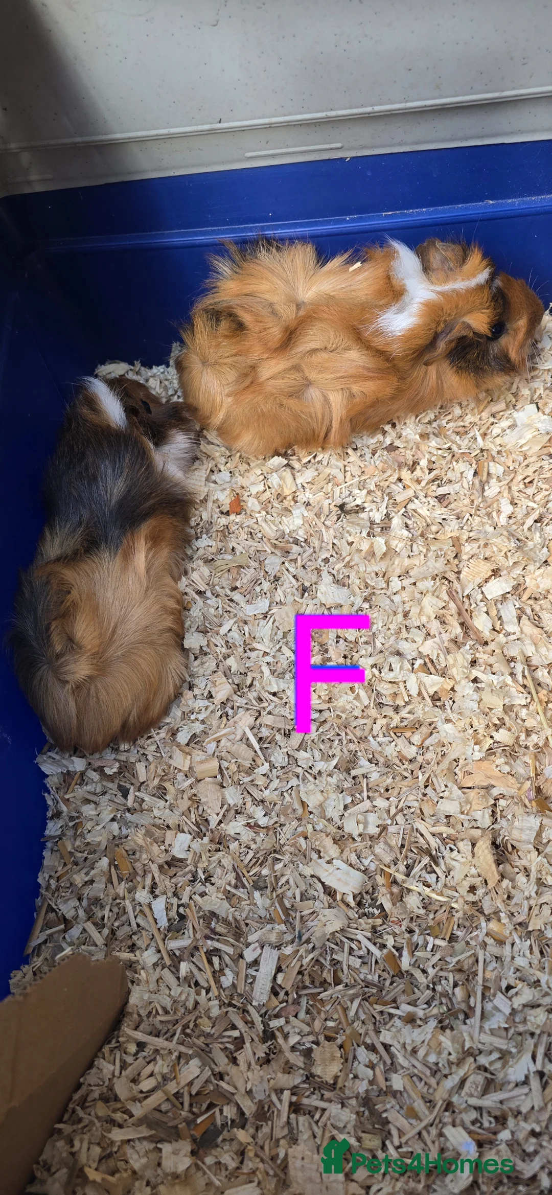 Guinea Pig rodents for sale: Mixed Guinea pigs 7 weeks old - Advert 4