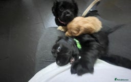 Cocker Spaniel dogs for sale: Working Cocker Spaniels - Image 22