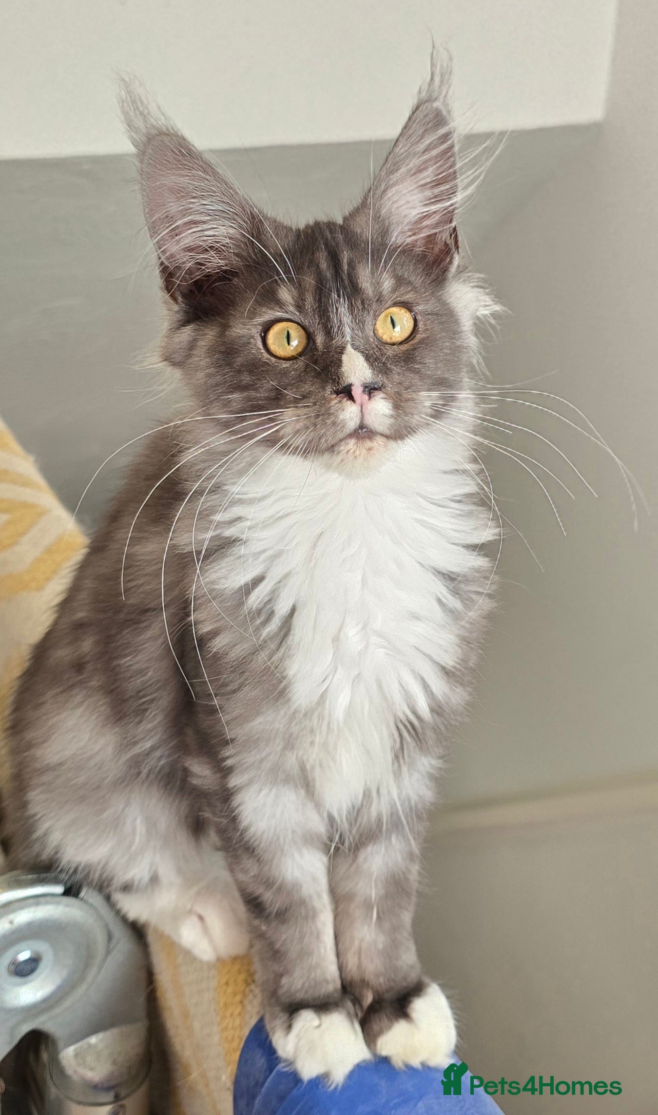 Maine Coon cats  Maincoon girls. parents  HCM, SMA, PK-DEF N/N - Advert 12