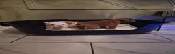 English Bulldog dogs for sale: **Chunky English Bulldog Puppies 1 male 1 female** - Advert 5
