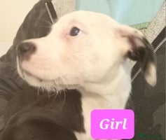 Mixed Breed dogs - Advert 9