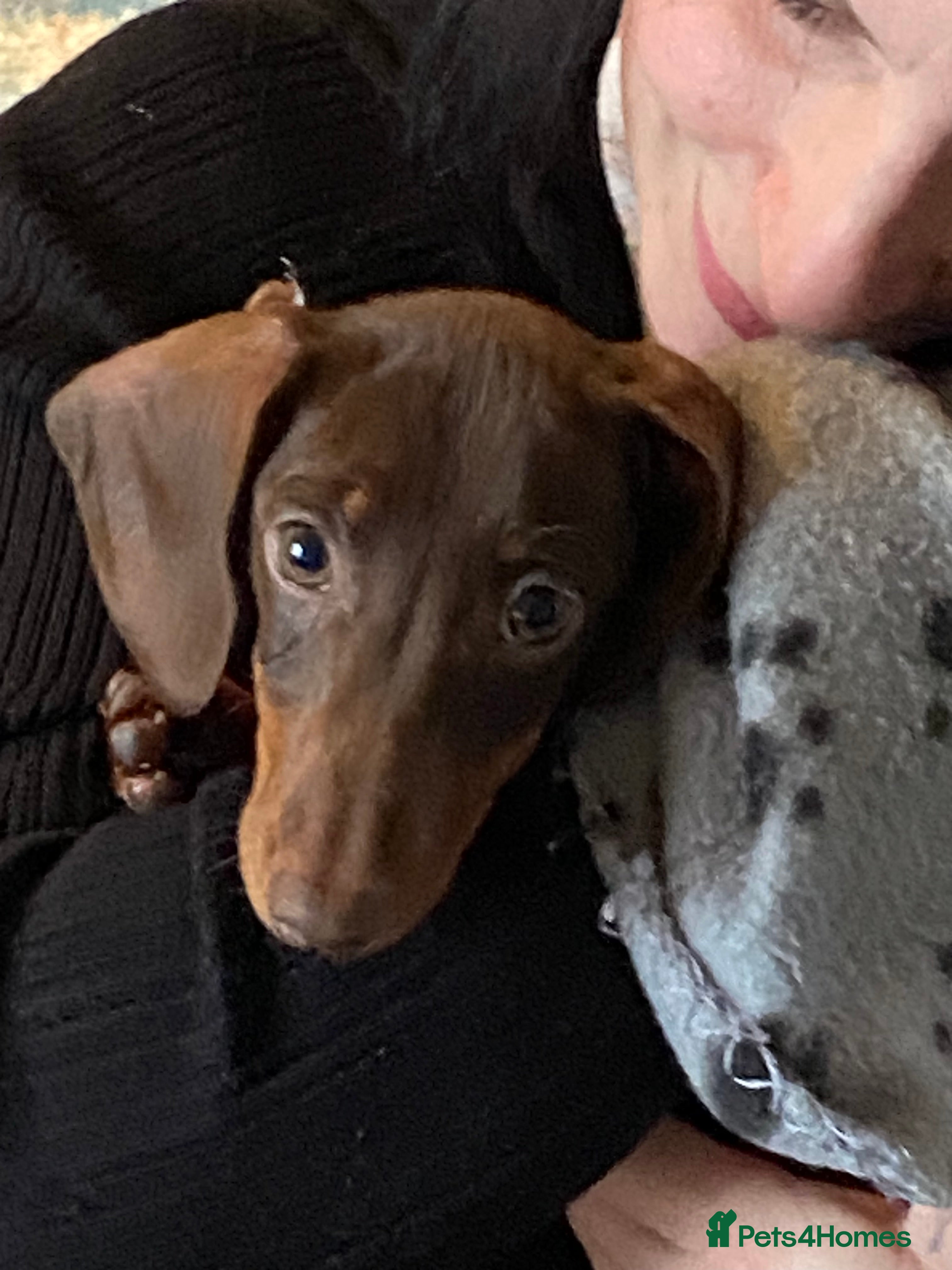 Miniature Dachshund dogs Female Miniature dachshund for sale - Advert 1