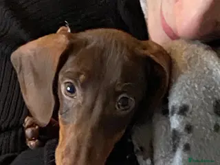Miniature Dachshund dogs Female Miniature dachshund for sale - Advert 1