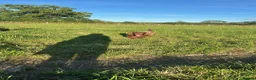 Mixed Breed dogs for sale: Gorgeous spaniel mix in need of a new home  - Advert 4
