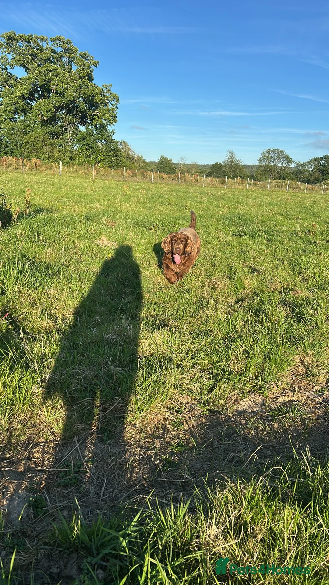 Mixed Breed dogs for sale: Gorgeous spaniel mix in need of a new home  - Advert 4
