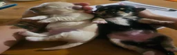 Chorkie dogs for sale: Beautiful chorkies  - Advert 17
