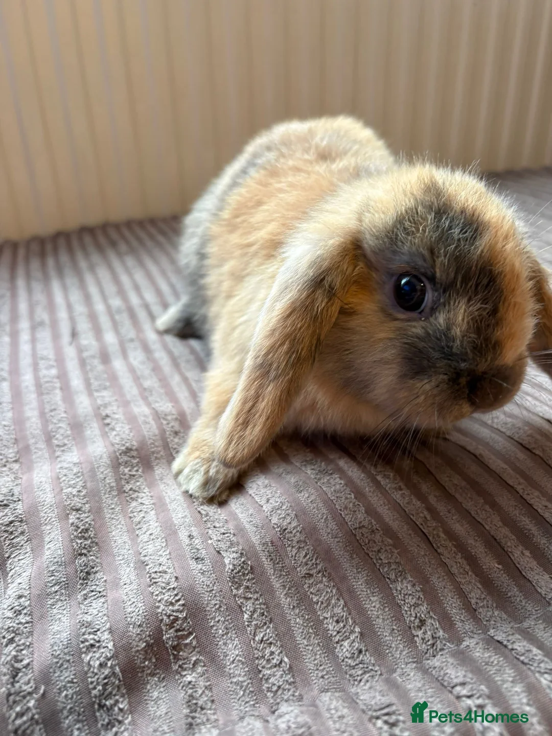Mini Lion Lop rabbits for sale: Family raised mini lion lops - Advert 6