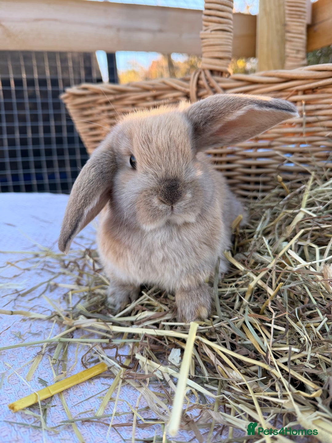 Mini Lop rabbits for sale: Mini Lop bunnies  - Advert 31