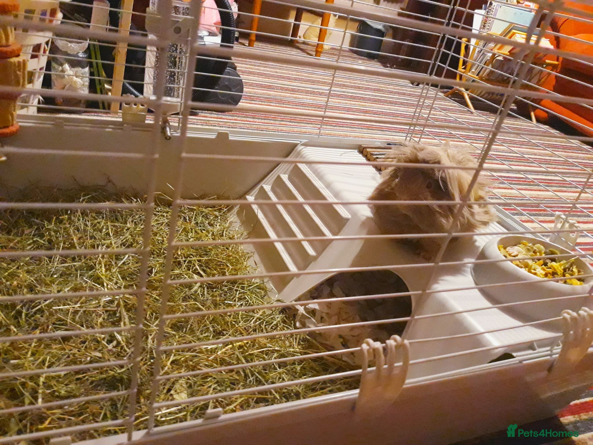 Guinea Pig rodents Mrs laura Allwood Advertise pet  - Advert 1