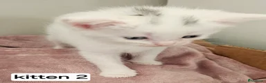 Kitten 2