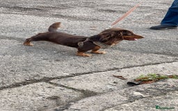 Miniature Dachshund dogs for sale: choc and tan long hair female  - Image 3