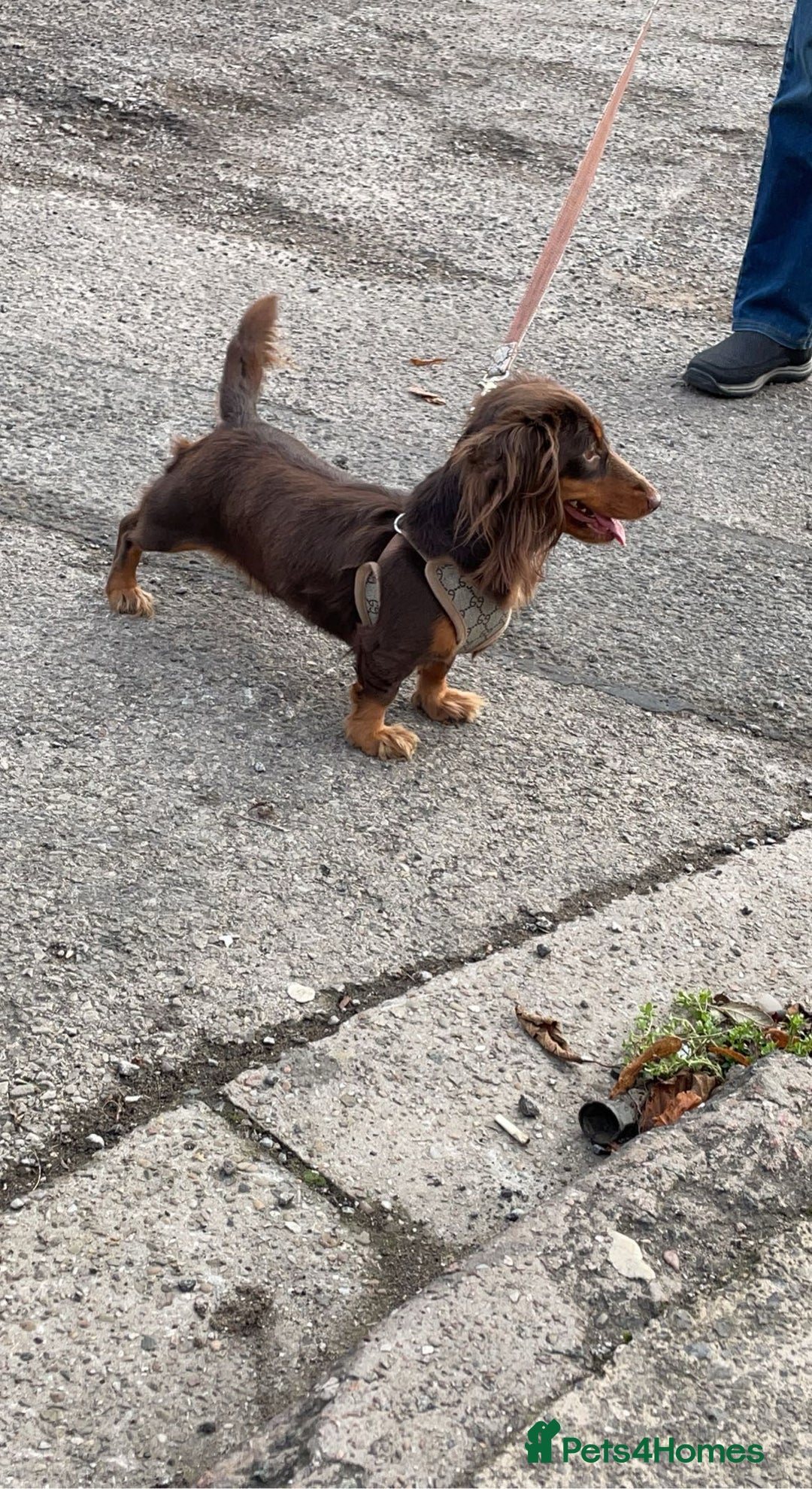 Miniature Dachshund dogs for sale: choc and tan long hair female  - Image 3