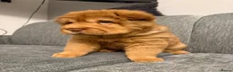 Shar Pei dogs for sale: 3 gorgeous bear coat Shar-Pei in Blaydon-on-Tyne - Advert 11
