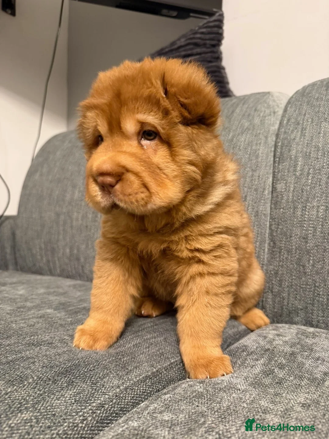 Shar Pei dogs for sale: 3 gorgeous bear coat Shar-Pei in Blaydon-on-Tyne - Advert 11