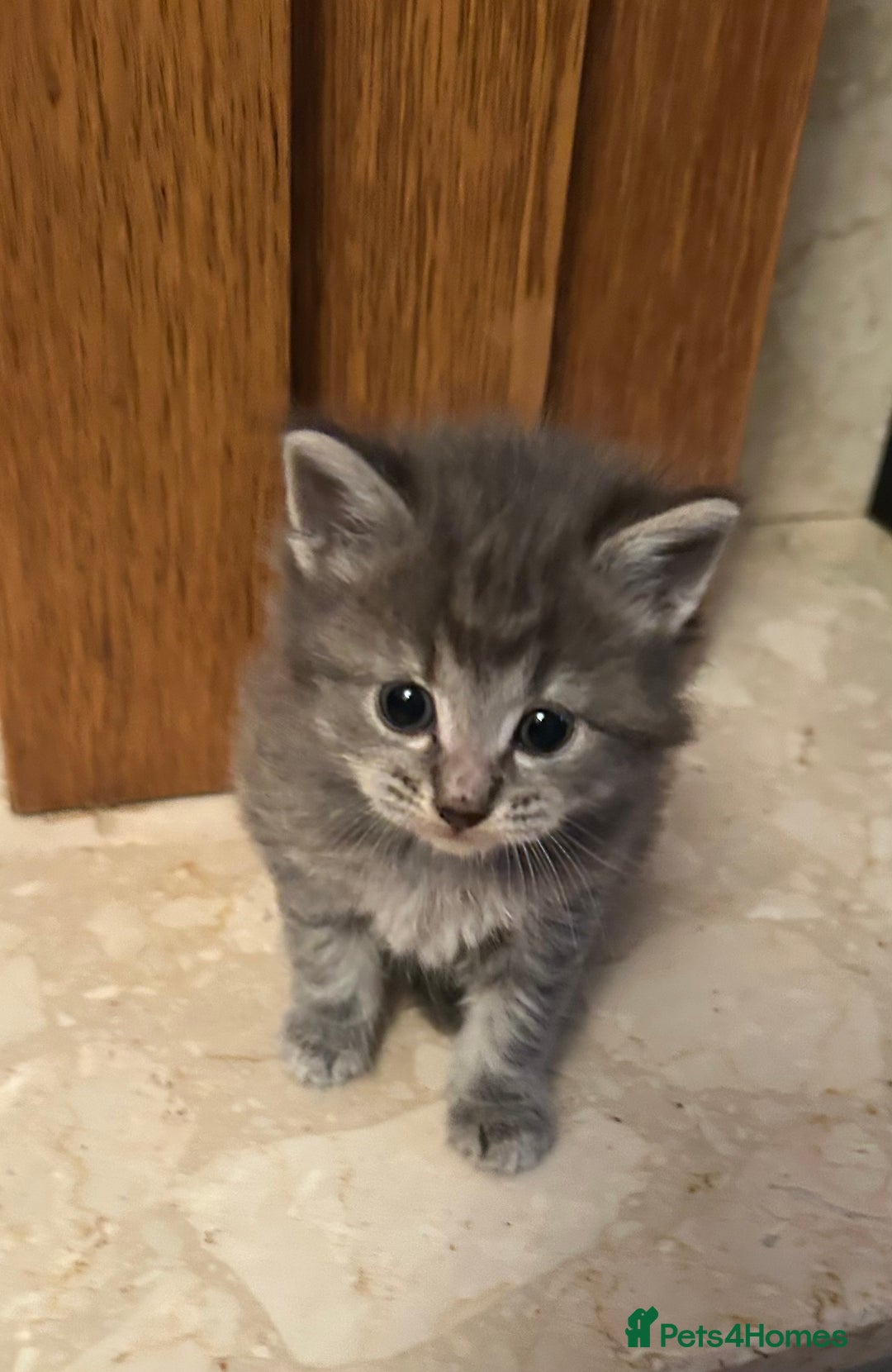 Mixed Breed cats for sale: Adorable kittens - Advert 3