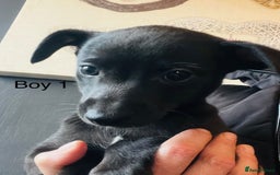 Whippet dogs for stud: Proven KC registered blue whippet for stud in Doncaster - Image 17