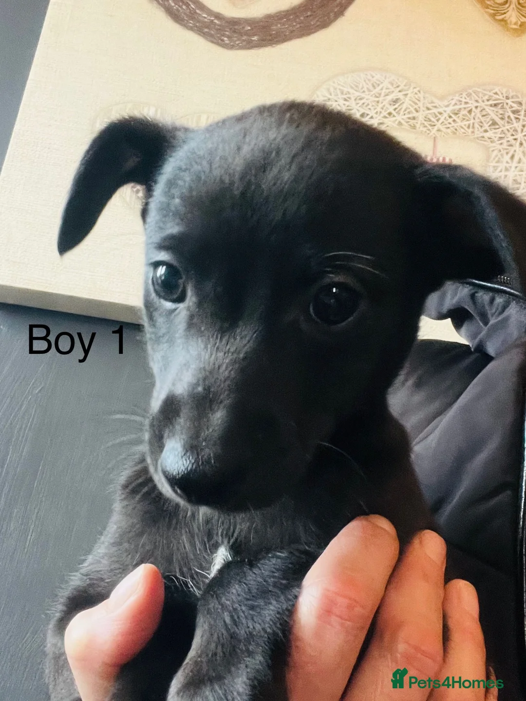 Whippet dogs for stud: Proven KC registered blue whippet for stud in Doncaster - Advert 19