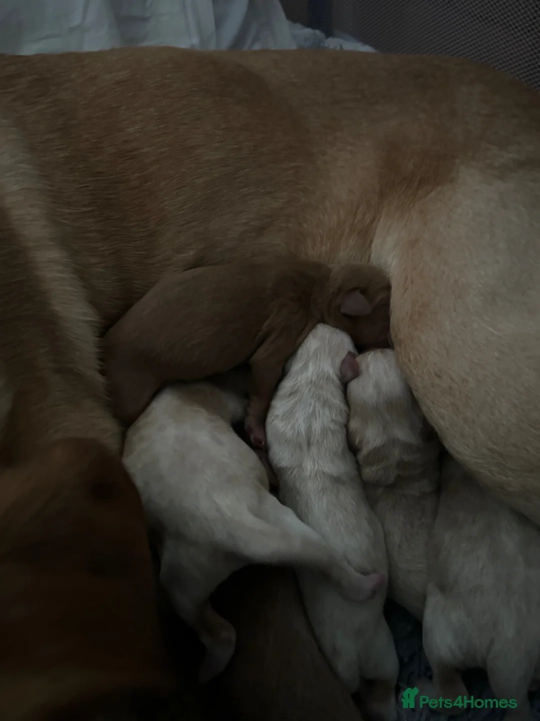 Labradoodle dogs for sale: 5 Males and 2 Female Labradoodle Puppies   in New Romney - Advert 16