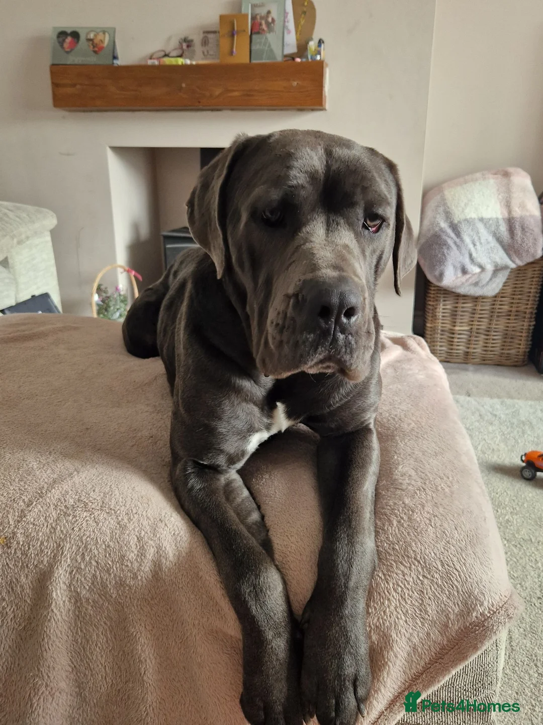 Cane Corso dogs for sale: 2yr old Cane corso - Advert 1