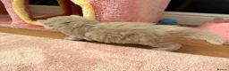 British Shorthair cats for sale: 🐾 GCCF Registered BSH / BLH Kittens 🐾 - Advert 10