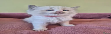 Freddie