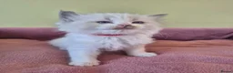 Ragdoll cats for sale: Ragdoll kittens GCCF regsitered - Advert 4