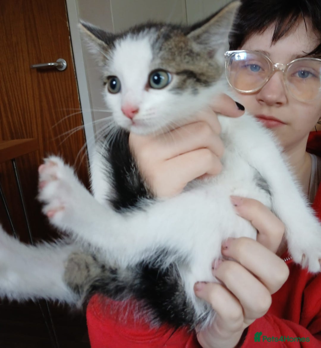 Mixed Breed cats for sale: 4 kittens 1 boy & 3 girls - Image 7