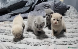 British Shorthair cats for sale: Adorable,chunky,champion lined british shorthairs! - Image 4