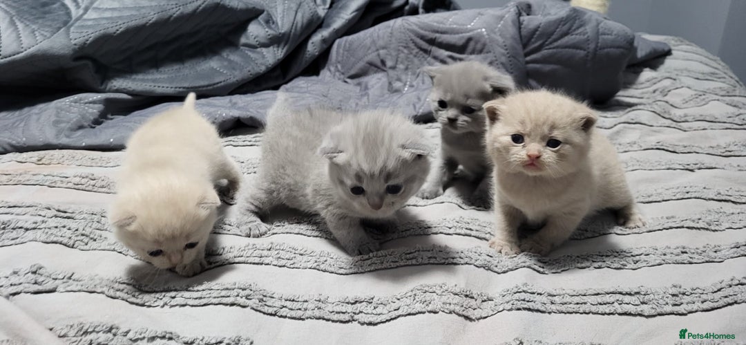 British Shorthair cats for sale: Adorable,chunky,champion lined british shorthairs! - Image 4