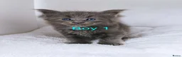 Maine Coon cats for sale: DNA health tested blue maine coon kittens - Advert 29