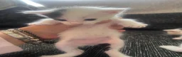 British Shorthair cats for sale: 2 wee gorgeous kittens  - Advert 4