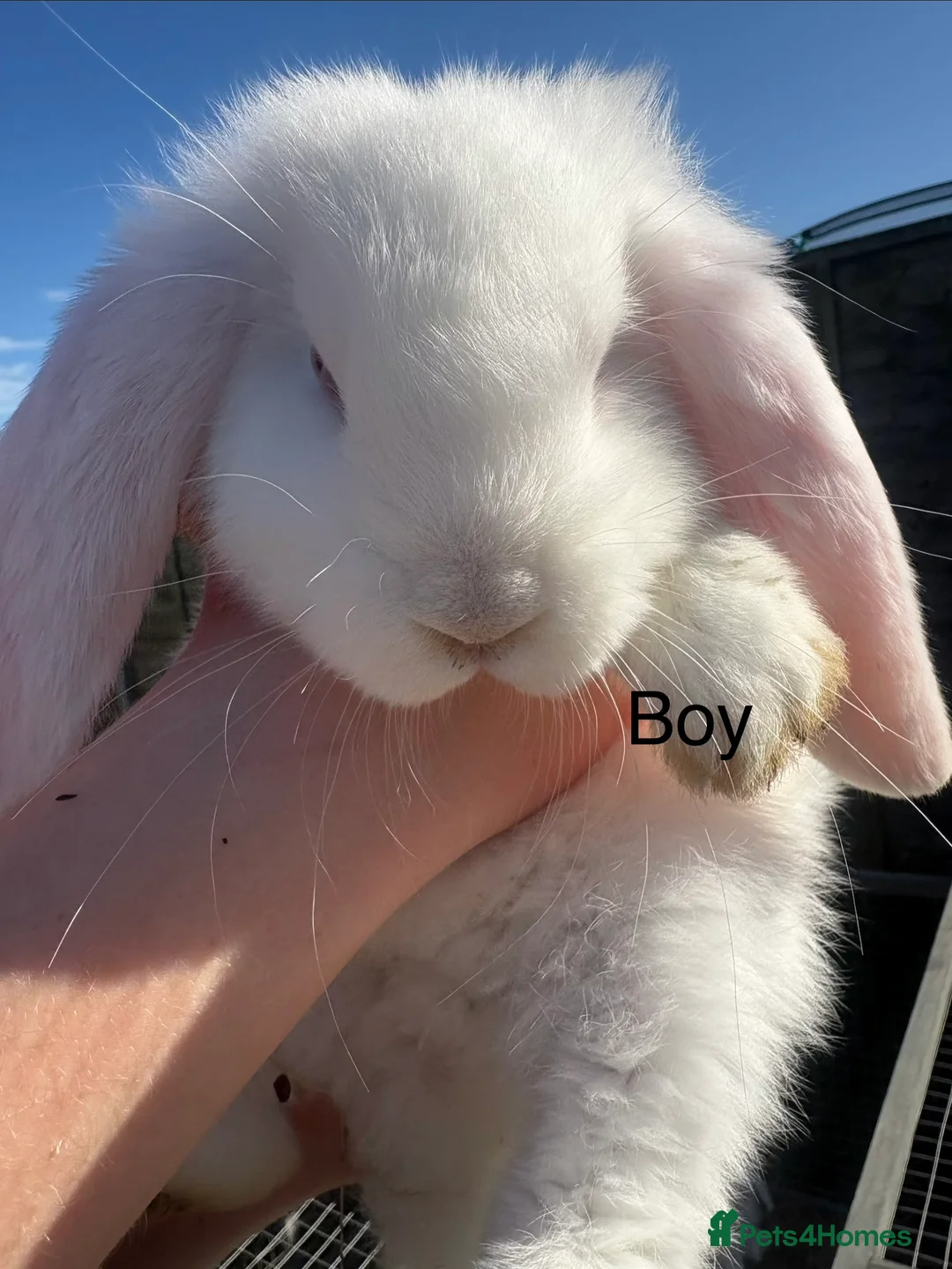 French Lop rabbits for sale: French lops - Advert 3