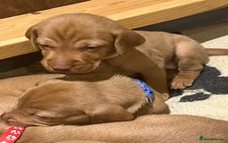 Hungarian Vizsla dogs for sale: Wonderful puppies from mum with 0/0 hip score.  - Image 22