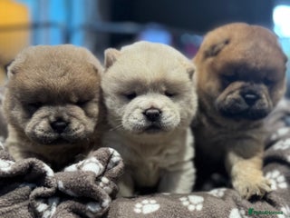 Chow Chow dogs Stunning smooth chows - Advert 2