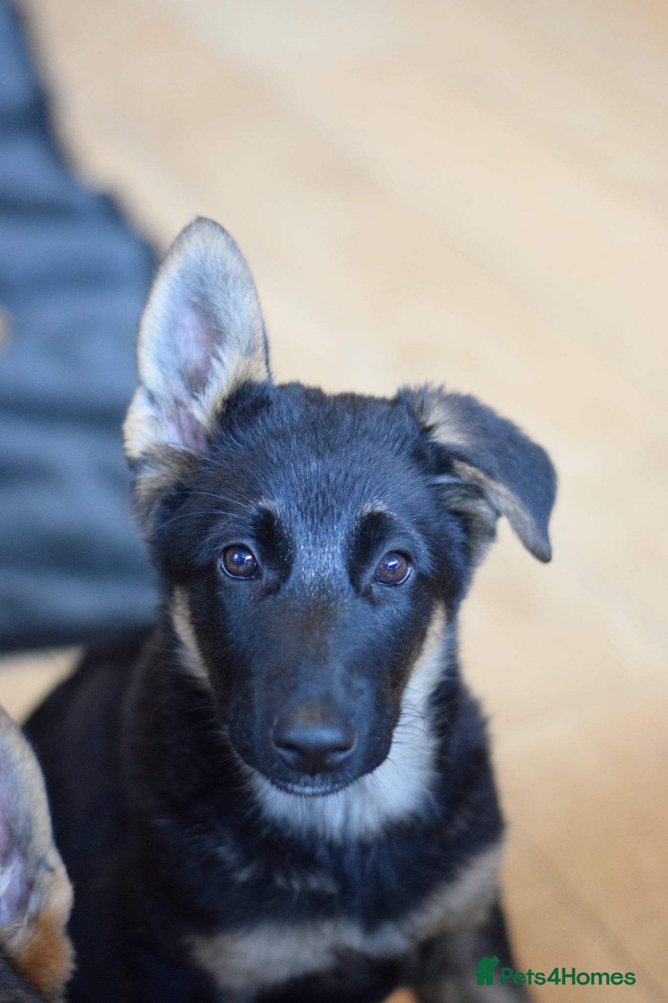 German Shepherd dogs ⭐⭐ ⭐ German Shepherd ⭐⭐⭐  - Advert 2