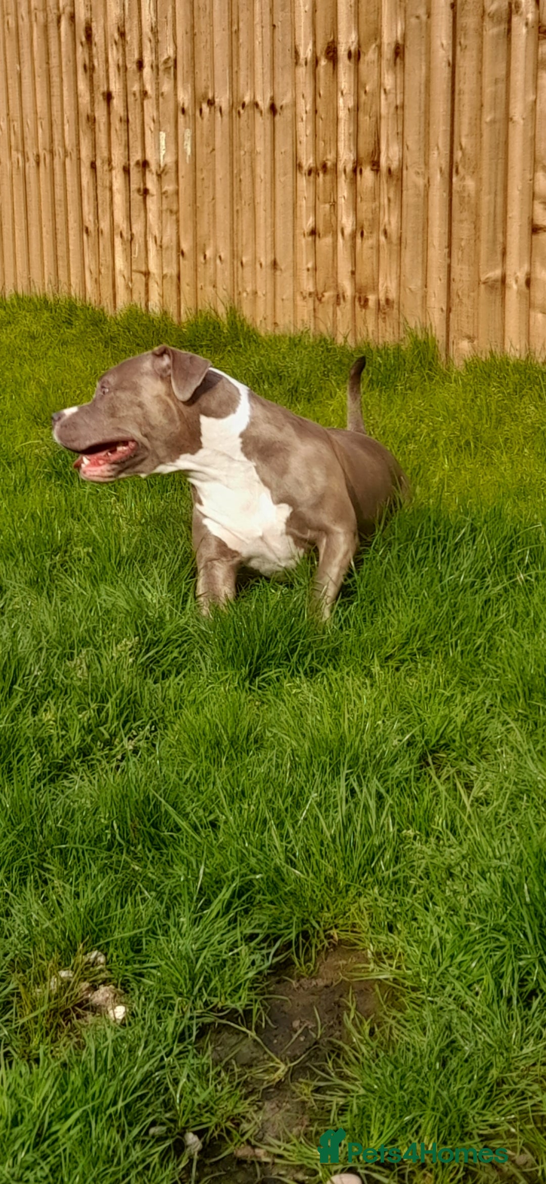 Mixed Breed dogs for sale: Coco / Mrs pop - Image 5